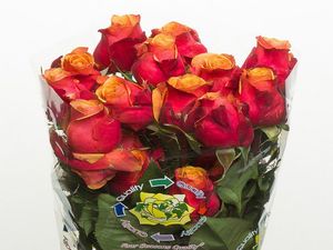 ROSE CHERRY BRANDY 50